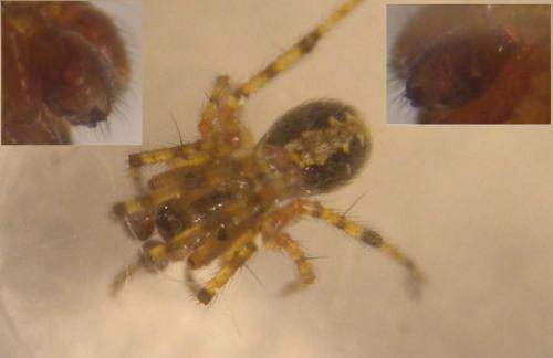 Theridion sp.